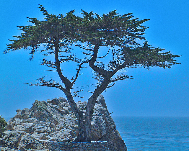 The lone Cypress